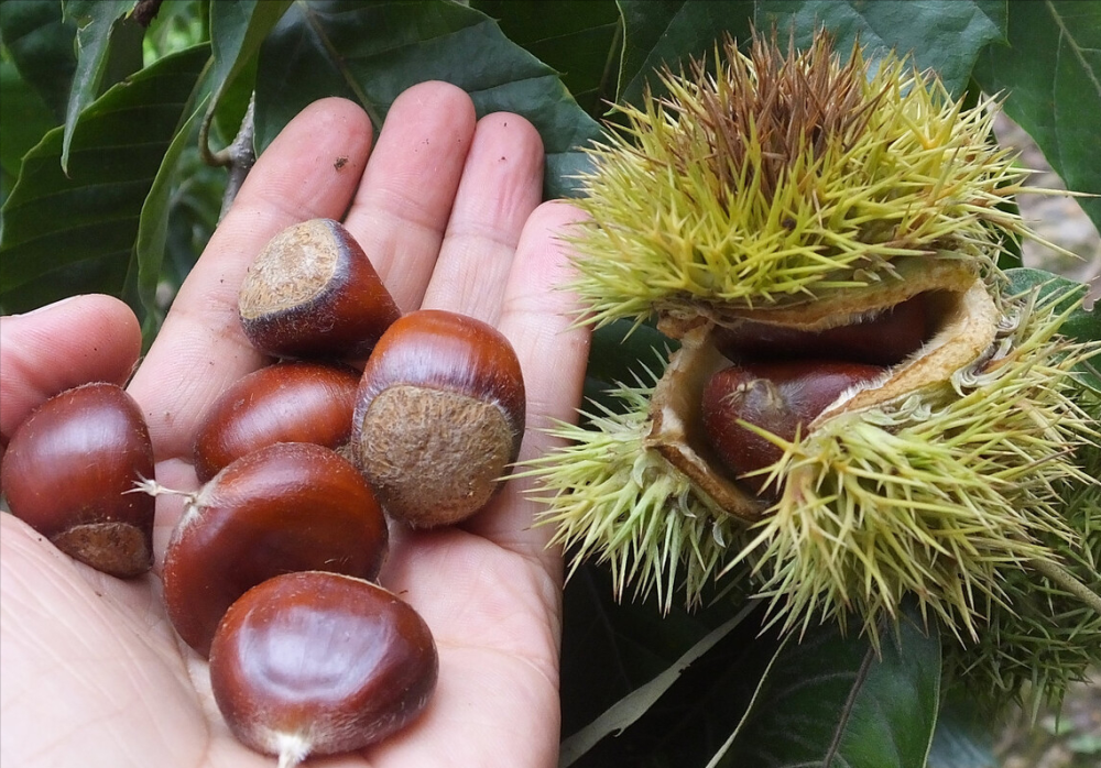 被人们美称的干果之王与鸡肉炖汤是绝配甜糯又养胃秋天要多喝