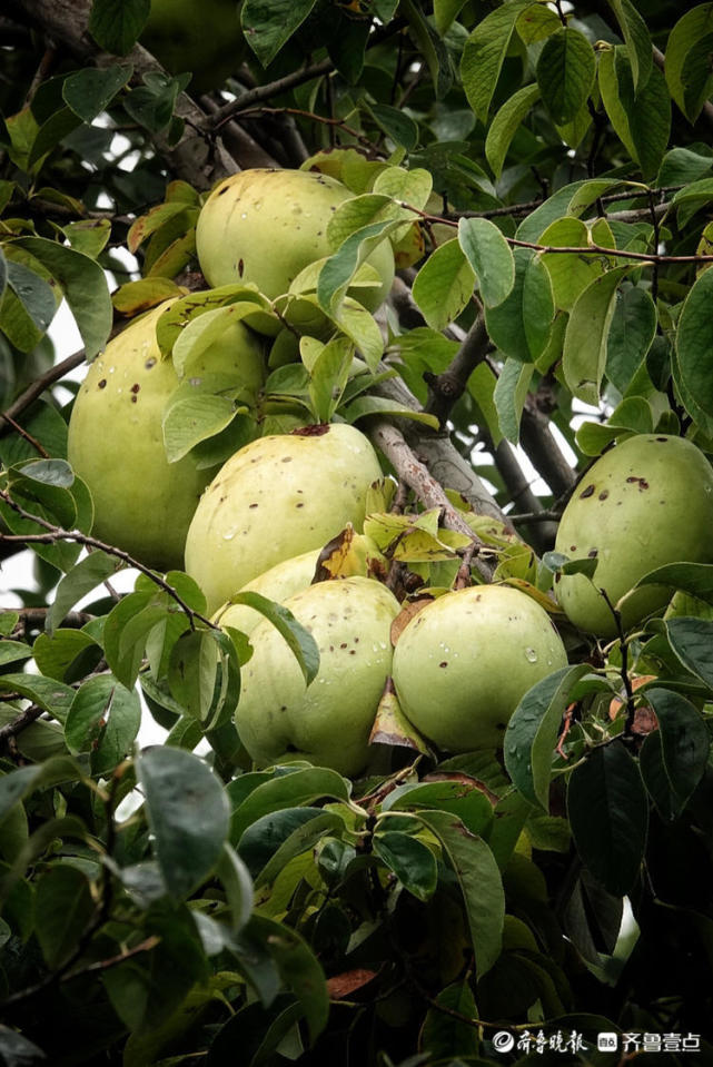 秋天的植物园木瓜已渐渐成熟