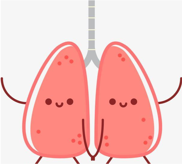 身体篇五脏六腑之肺脏肺的功能和调养