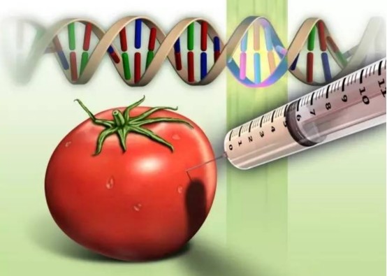 美國豆油日本西紅柿都經過基因改造轉基因食品真的安全嗎