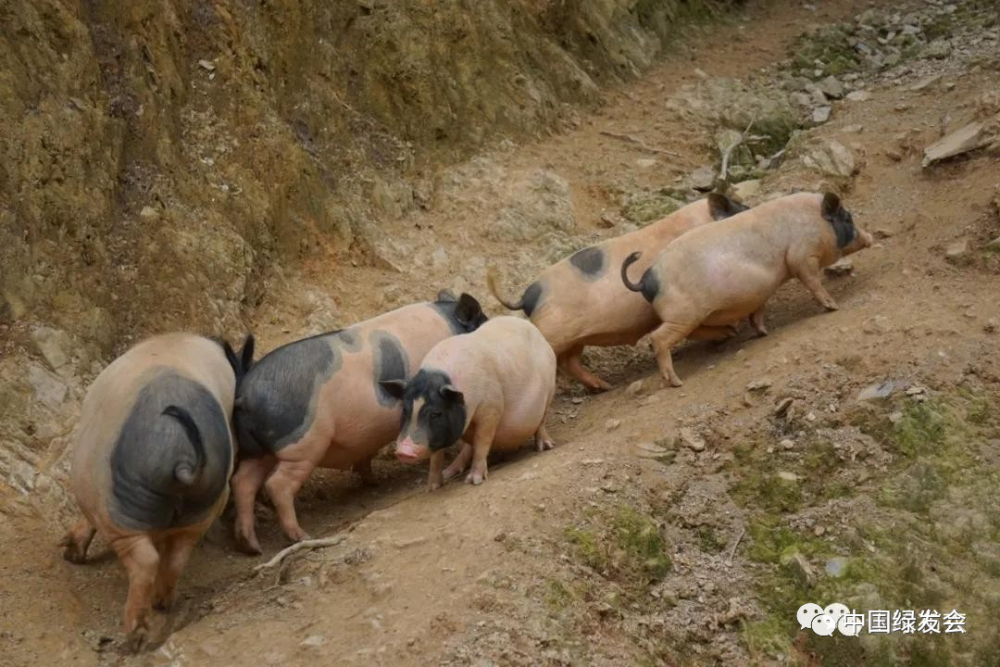 保護本土豬種:綠會