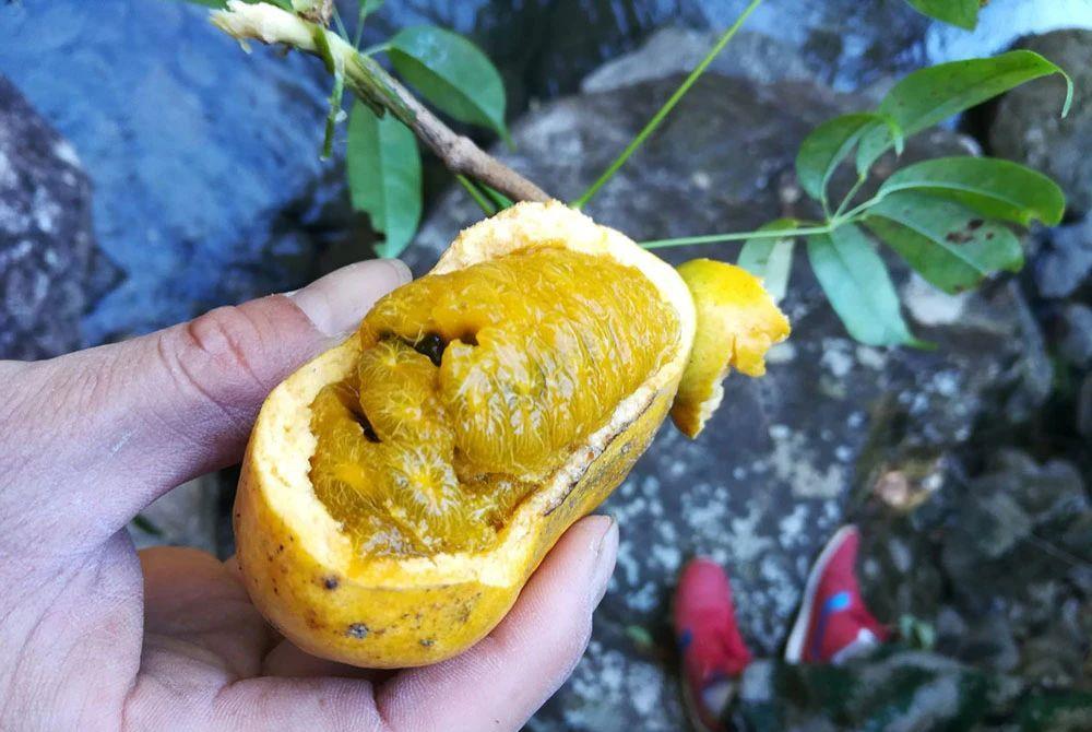 牛卵坨是民间的俗称,其学名叫做"钝药野木瓜",在民间还有着"九月黄","