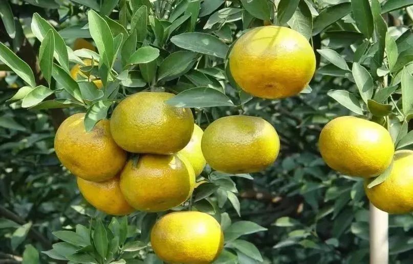 新会陈皮:懂陈皮,存二红?