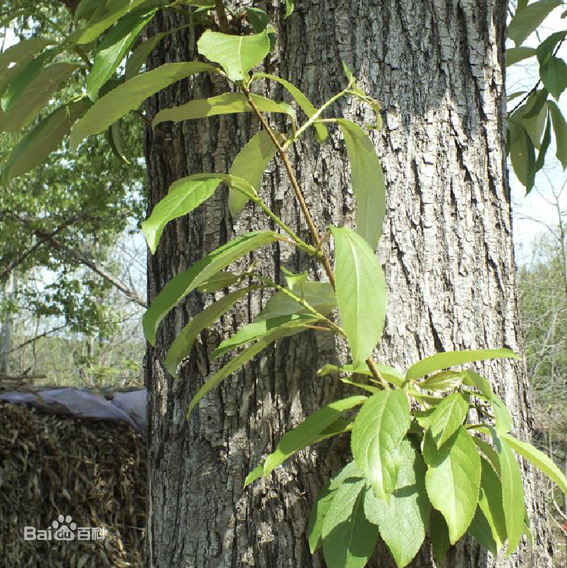身怀清香——香杨_腾讯新闻