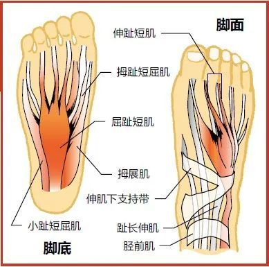 人的腳掌中帶有使腳趾彎曲的屈肌,腳面上帶有使腳趾伸直的伸肌.