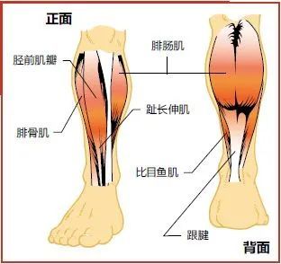 脛前肌瓣,腓骨肌,比目魚肌主要負責足關節的運動,腓腸肌是跨越足關節