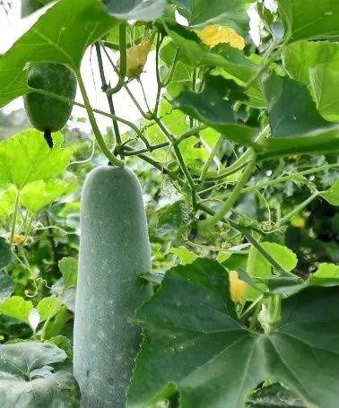 冬瓜也能像黄瓜一样生吃迷你冬瓜你尝过么
