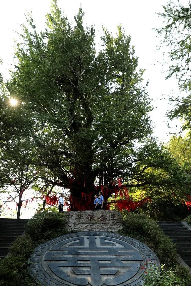 (新化古树王:1600岁的古银杏树){1600岁的古银杏树(可以清晰地看到