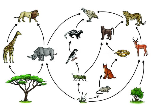动物之间受到供需关系的影响,为了维持自己生命活动而形成的网状联结