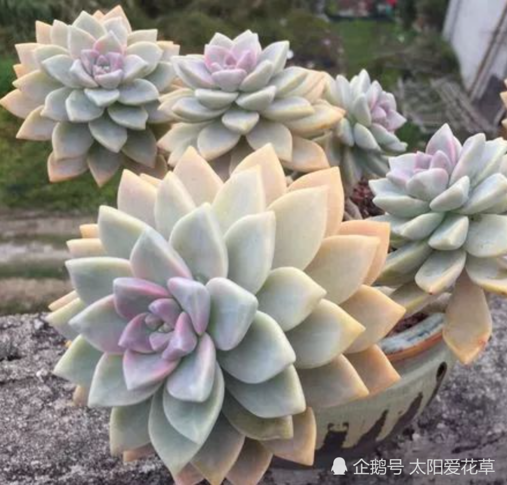 新手肉友 秋天不如养盆多肉淡雪 3个小妙招晒出漂亮叶色 腾讯新闻
