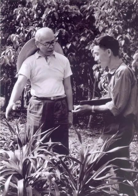 蔡希陶先生指导龙血树的种植62年过去了,如今的版纳植物园已经发展成