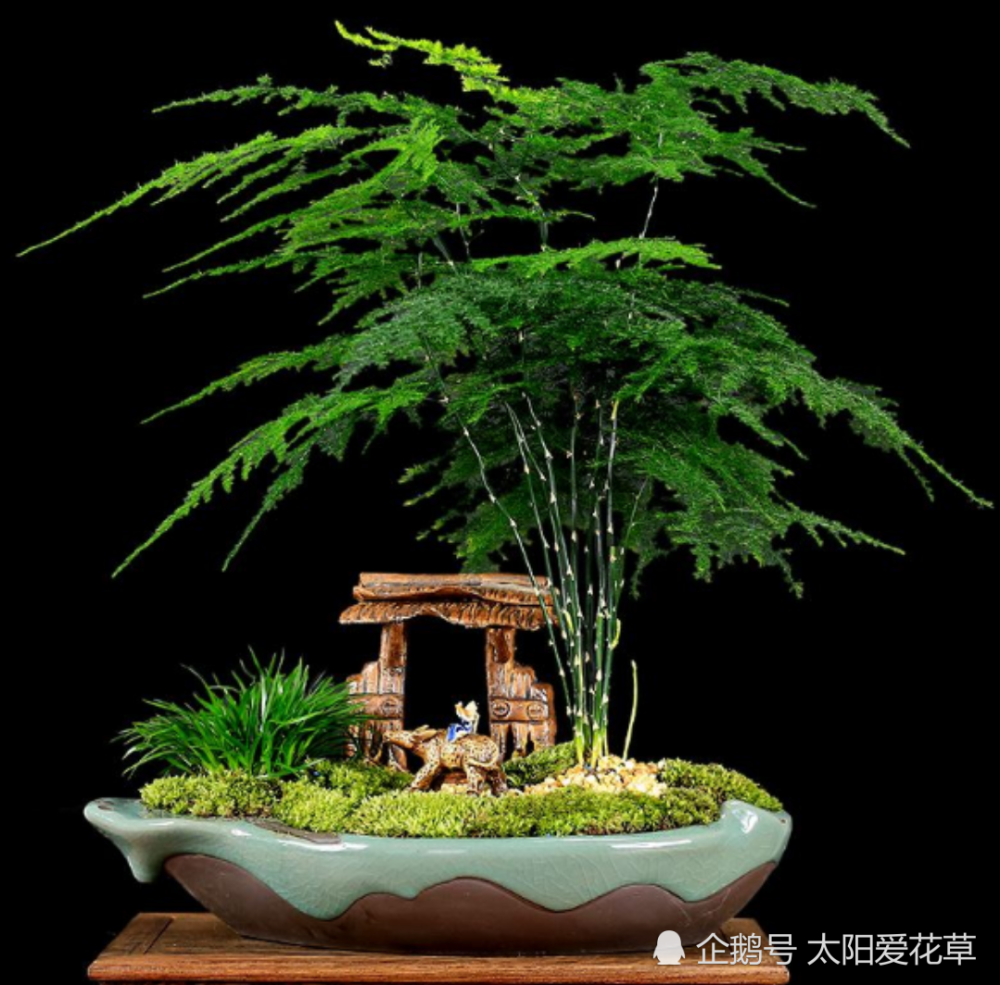 家里文竹这样养叶片一年四季常绿美观又大方