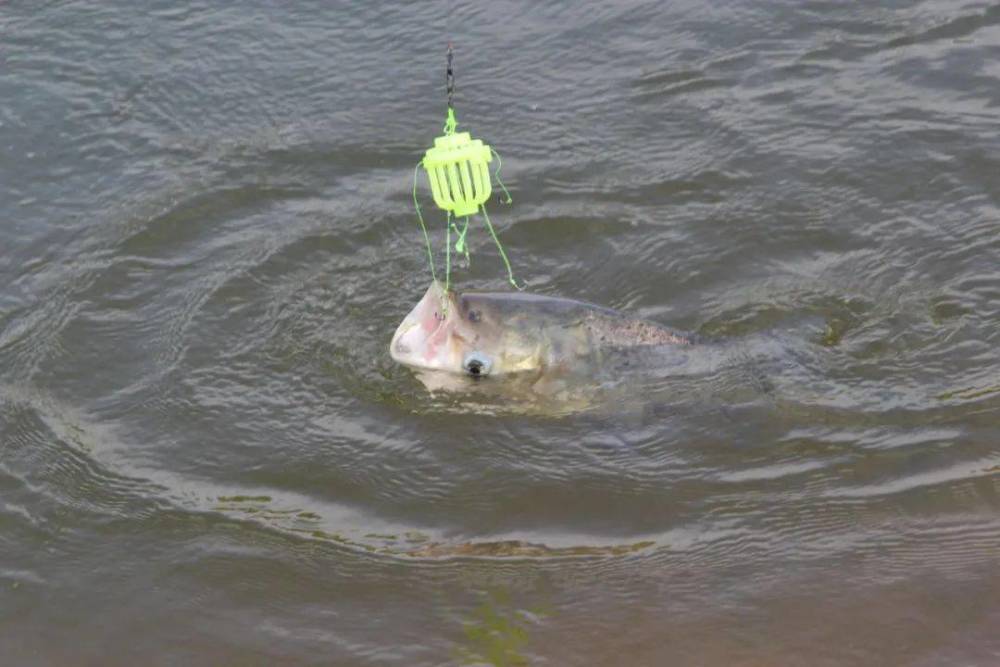 夜钓时用这三个技巧诱聚鲢鳙不比白天差