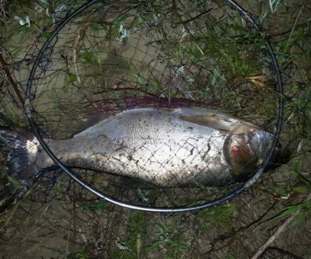 夜钓时用这三个技巧诱聚鲢鳙不比白天差