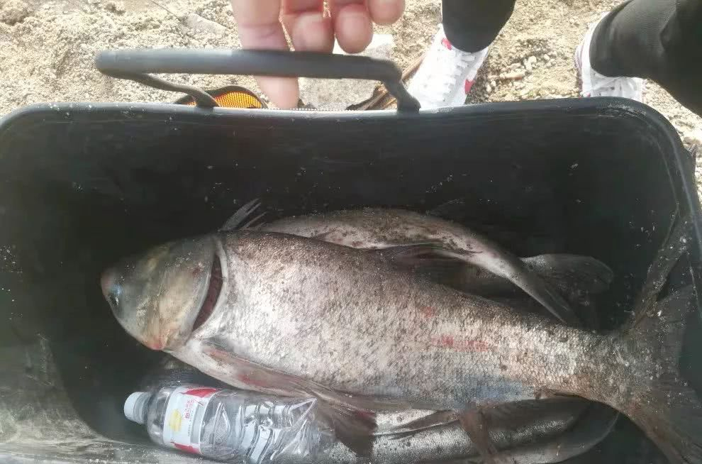 夜钓时用这三个技巧诱聚鲢鳙不比白天差