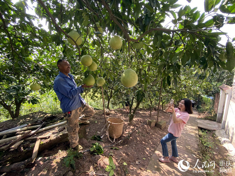 29日电 (刘政宁)当前,位于渝北区石船镇石翔村的1400余亩柚子陆续成熟