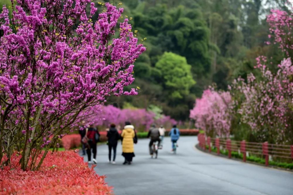 乐山的赏花胜地值得你一去