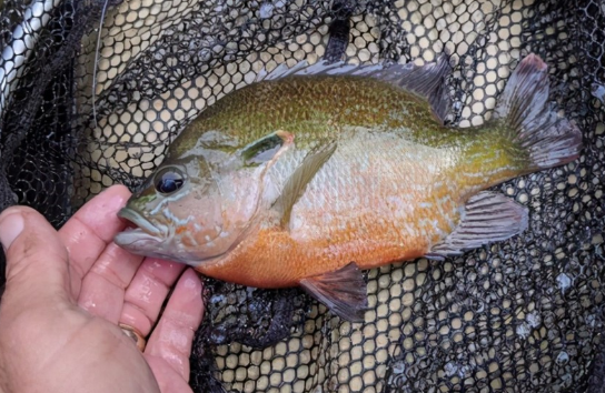 太陽魚入侵南方多地,比羅非魚更厲害,卻有致命弱點:刺少肉嫩