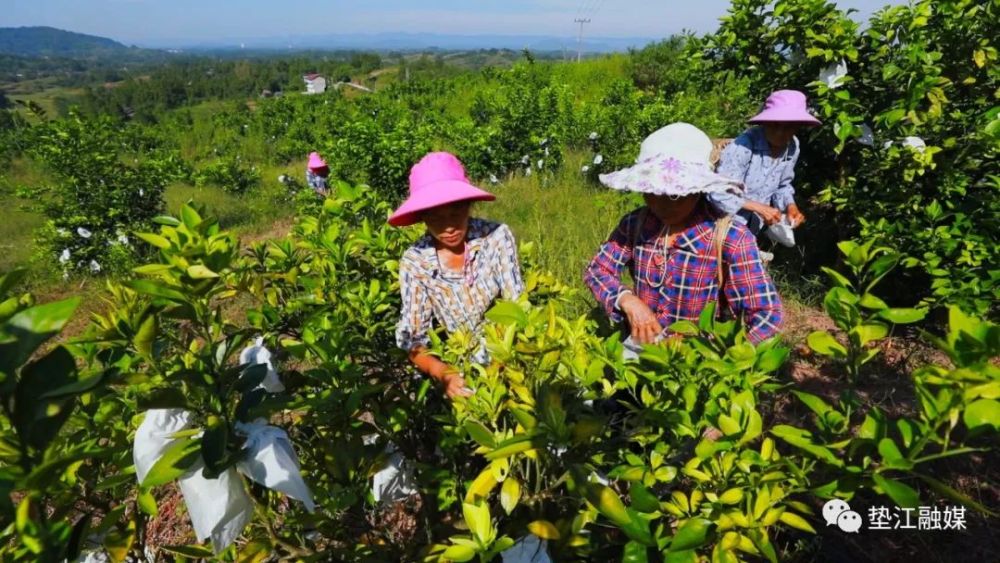 鸟瞰新垫江本期航拍视角带您一起走进永平镇