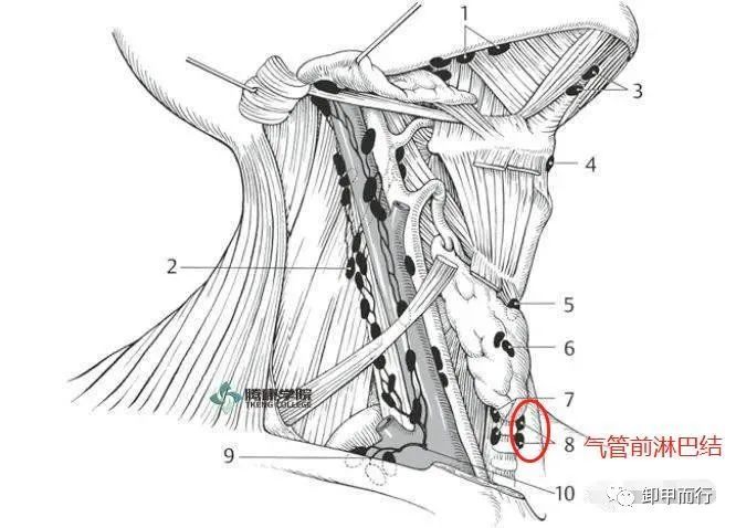 图说04甲状腺癌中央区淋巴结清扫的范围及淋巴结位置