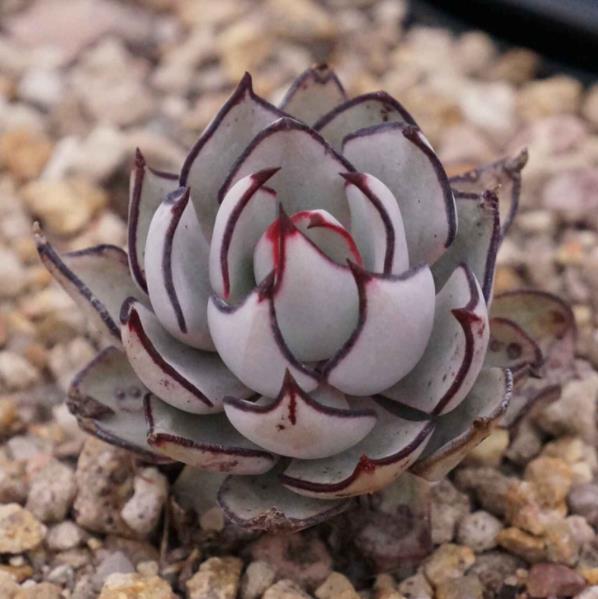 8月养了一盆剑司诺娃,现在叶尖鲜红自带红斑,状态真迷人_腾讯新闻