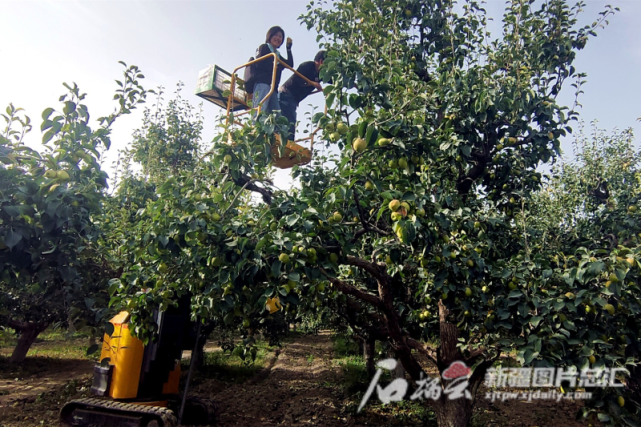 盒馬直採庫爾勒樹頂紅香梨