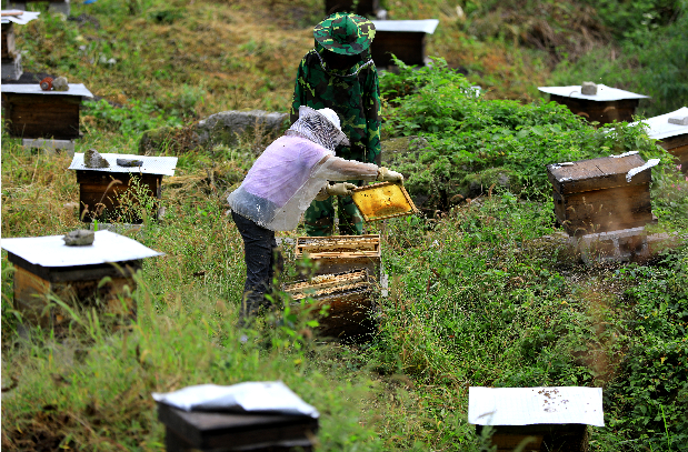 绥阳百花蜂蜜熟蜂农采收忙