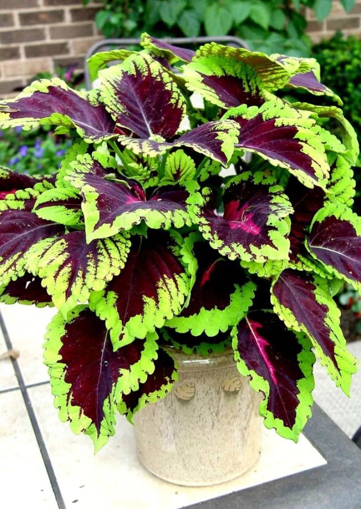 4,彩叶草(coleus blumei)