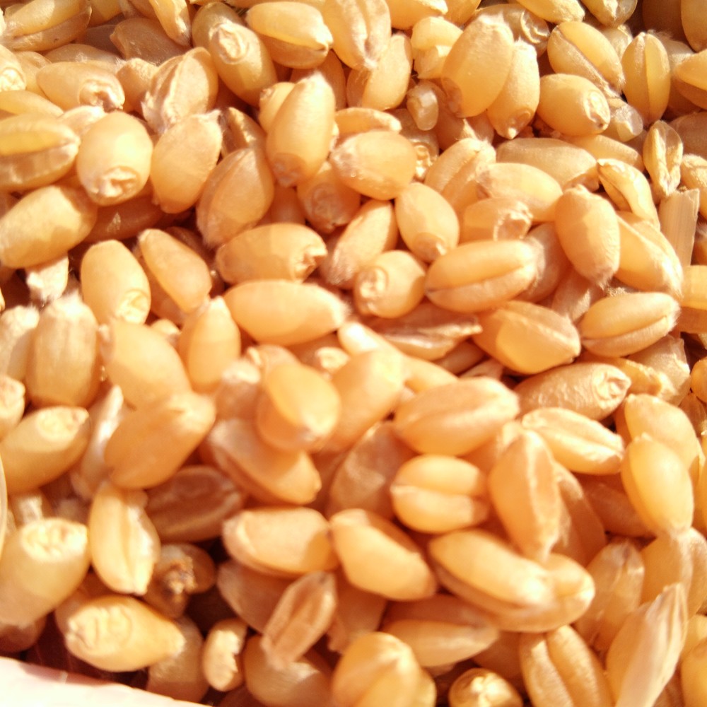 酒米麦粒饲料颗粒和手食用哪一种打窝进窝大鲫鱼会更多