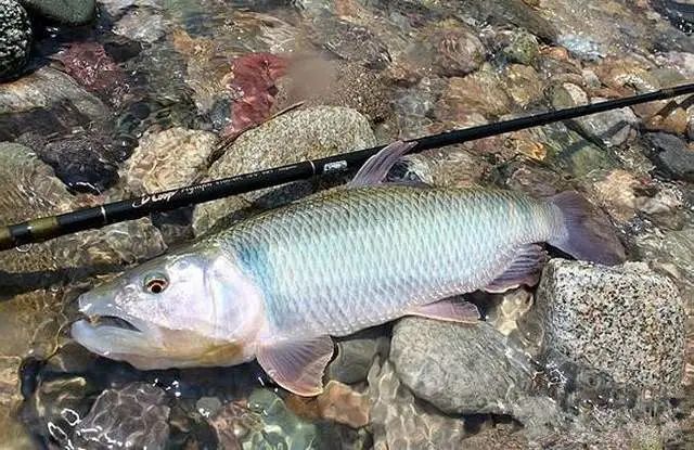 14種北方地區最常見的小型原生魚,在洛陽的河流裡很容易釣到_騰訊新聞