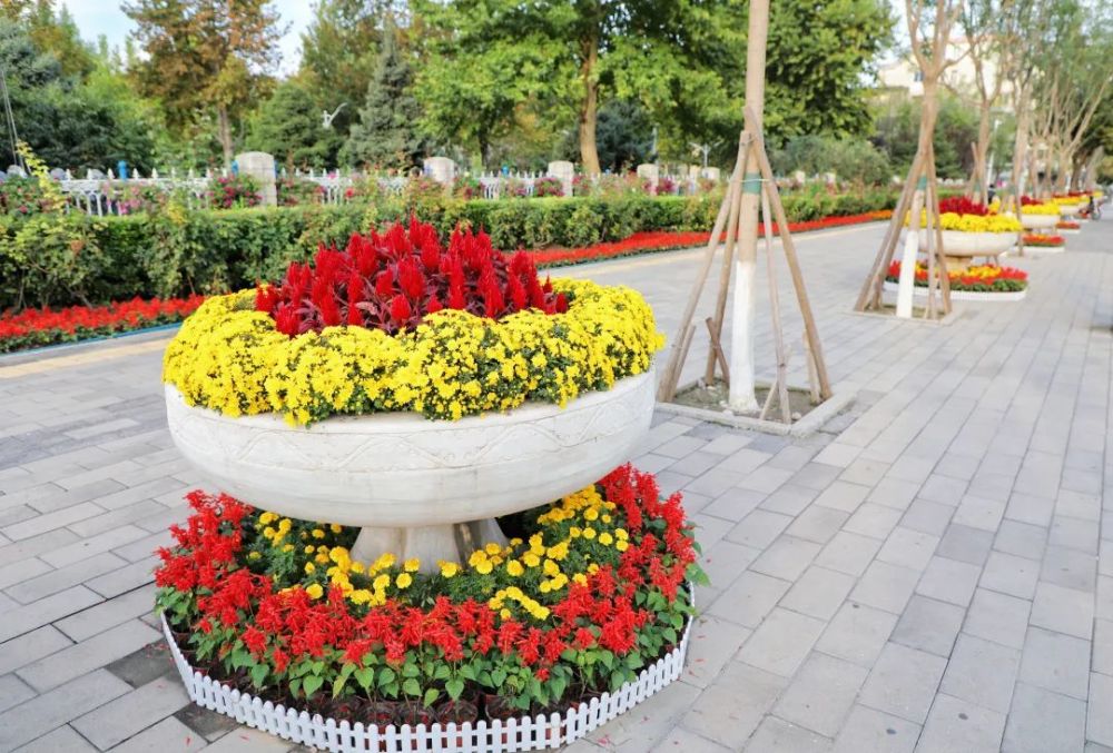 十种常见的花坛植物(十种常见的花坛植物名称)