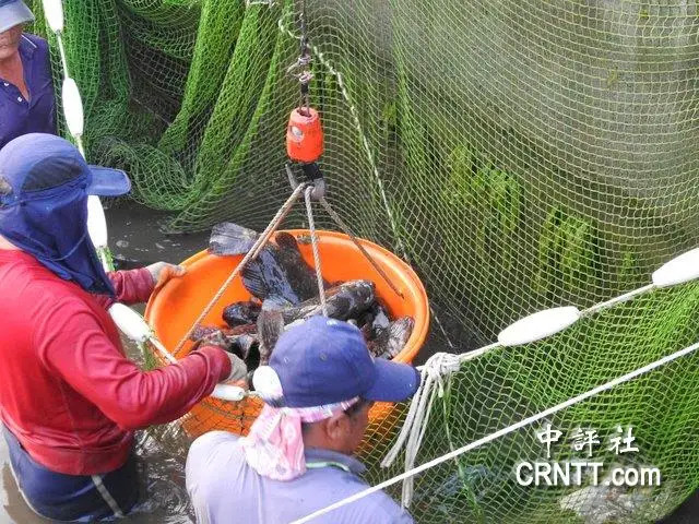 石斑鱼排行_浙江渔民捕获一超大野生石斑鱼重达150斤售价近2万元(2)