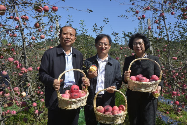 河南灵宝:百年果乡庆丰收