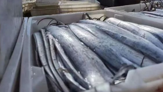 热闻|为走绿色通道生吃带鱼以证鲜活,当事司机最新回应来了!