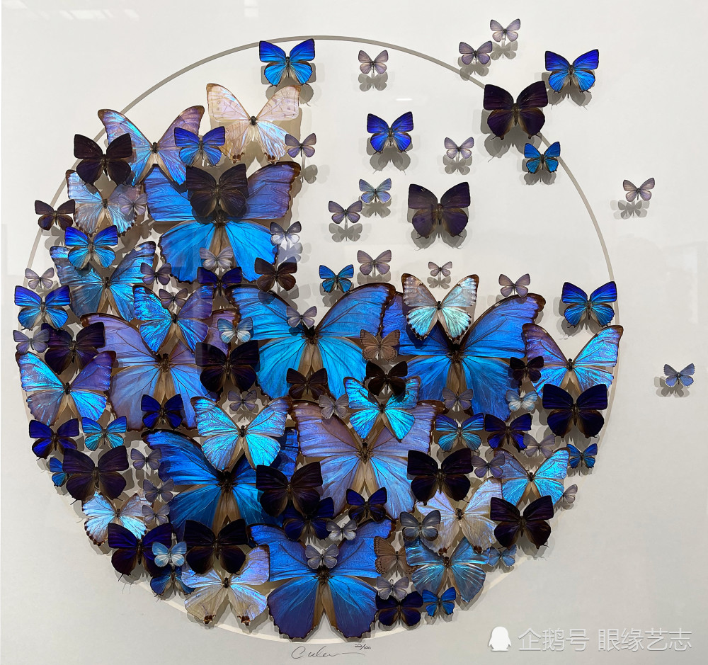 又见永生的羽翼克里斯托弗马利与他的昆虫标本艺术