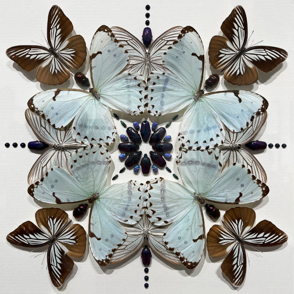 又见永生的羽翼克里斯托弗马利与他的昆虫标本艺术