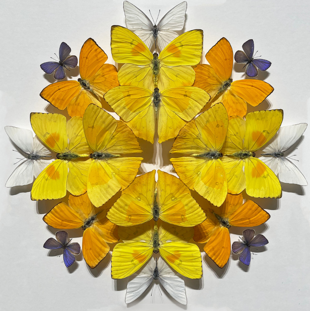 又见永生的羽翼克里斯托弗马利与他的昆虫标本艺术