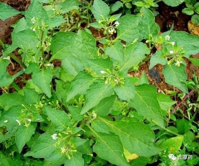 全中国几乎都有的龙葵