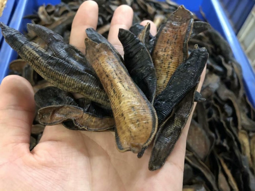 不小心吃进肚子里的水蛭还会存活吗如果在体内寄生有多危险