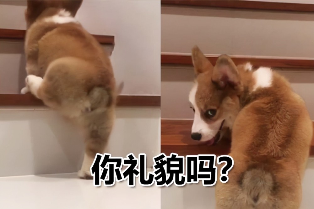 狗坐轿子合适吗网友有被冒犯到人活得不如狗