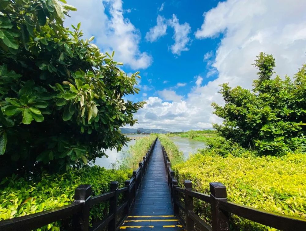 悠遊橫琴 歡度國慶丨來這裡,3萬個風車帶你聆聽風之樂章!_騰訊新聞