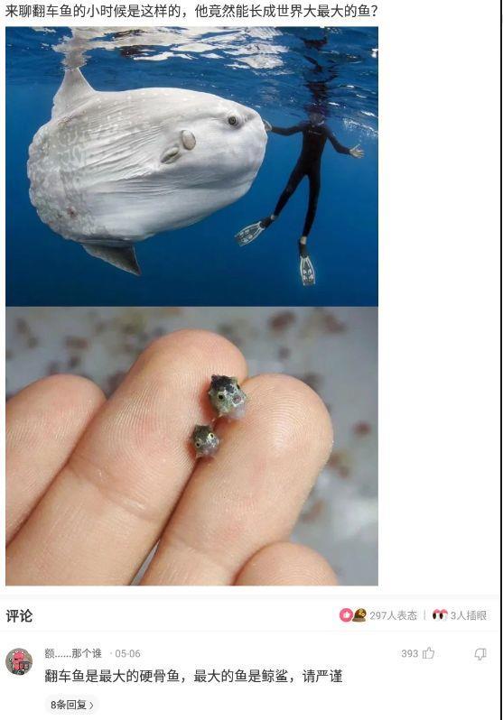 【沙雕问题7】:来聊翻车鱼的小时候是这样的,他竟然能长成世界大最大