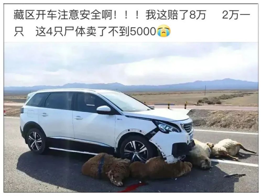 黑龍江一貨車撞上牛群撞死14頭重傷13頭這些牛個個身價不菲司機崩潰了