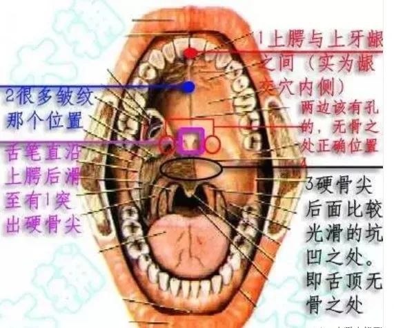 舌頂上顎詳細圖解還有內功的習練要求均,細,綿,長的腹式呼吸,不僅可