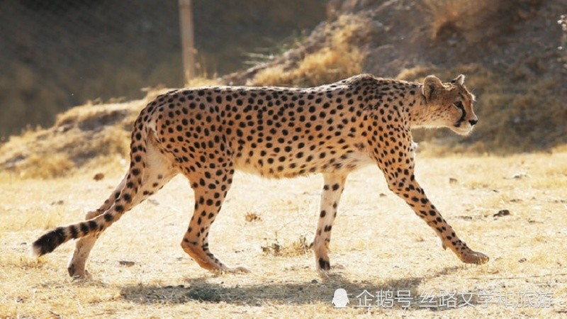 伊朗獵豹 世界上跑得最快動物!