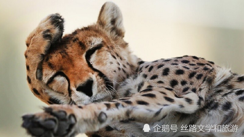 伊朗猎豹 世界上跑得最快动物!