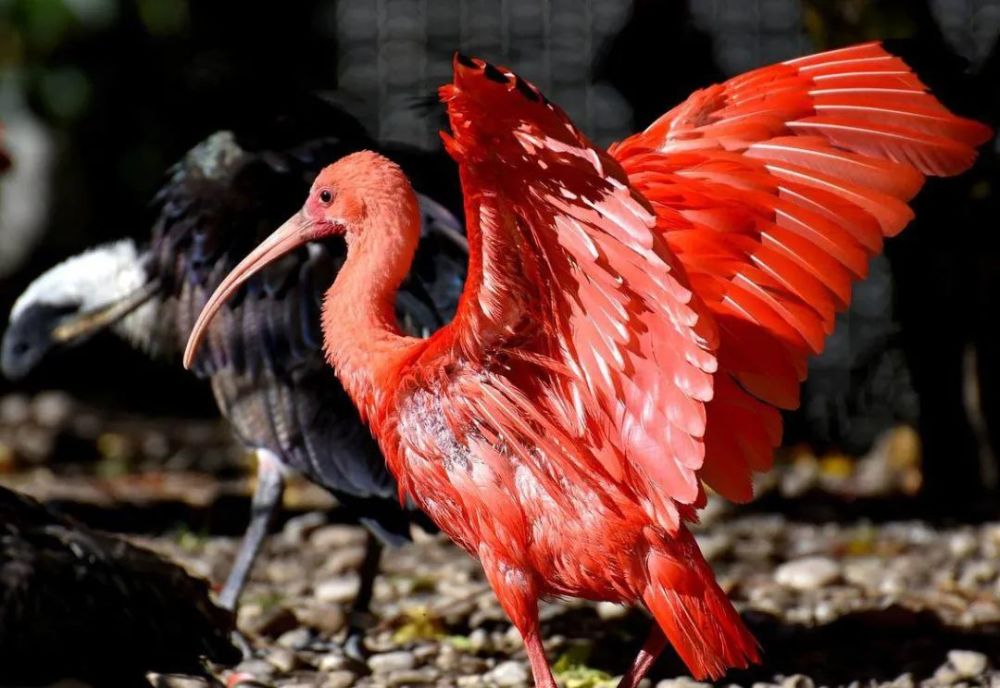 世界上最红的鸟飞来青岛了,不去看看?25只都搁这儿_腾讯新闻