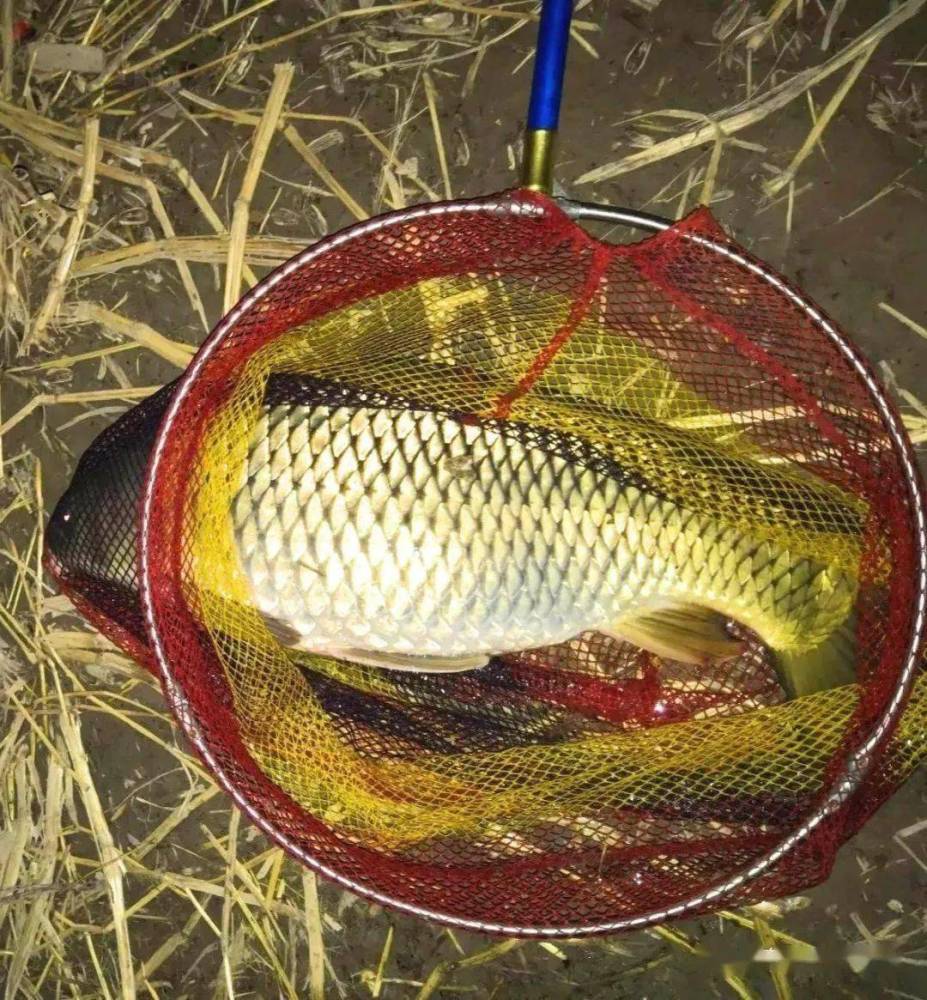 掌握这两个技巧四个细节夜钓时不愁鲤鱼不入护