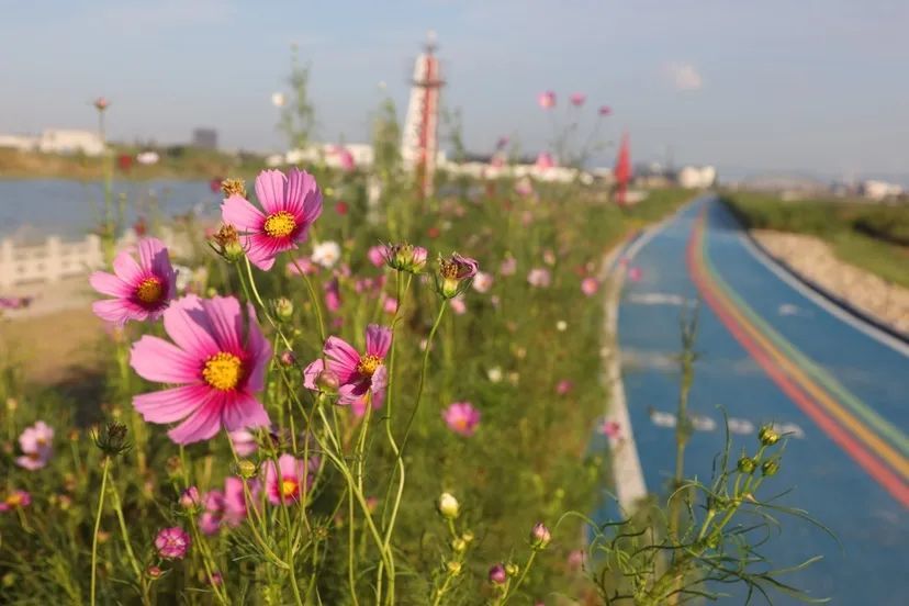 美翻了奉化这里有了一片美丽花海