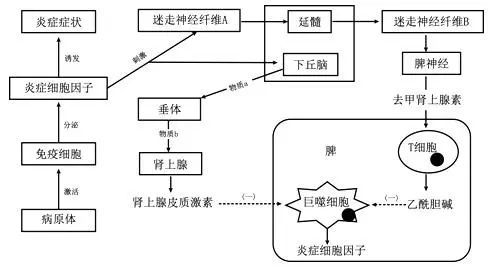 炎症在骨关节炎中起到了什么作用_腾讯新闻